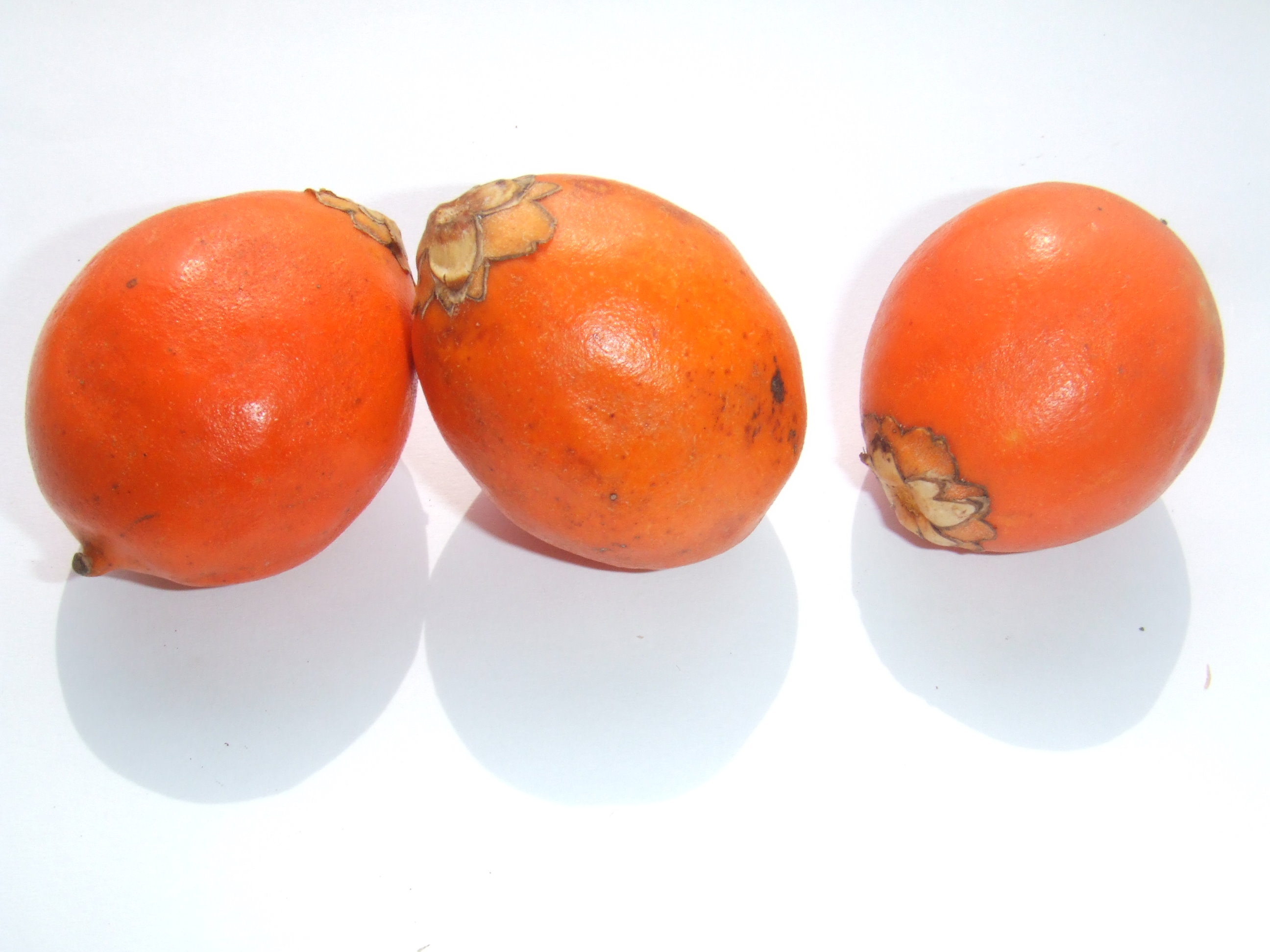 معرفی و راهنمای پرورش درختان میوه - نخل توکوم